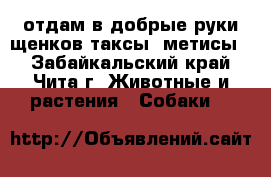 отдам в добрые руки щенков таксы (метисы) - Забайкальский край, Чита г. Животные и растения » Собаки   
